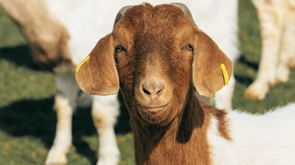 Small Farms & Homesteads