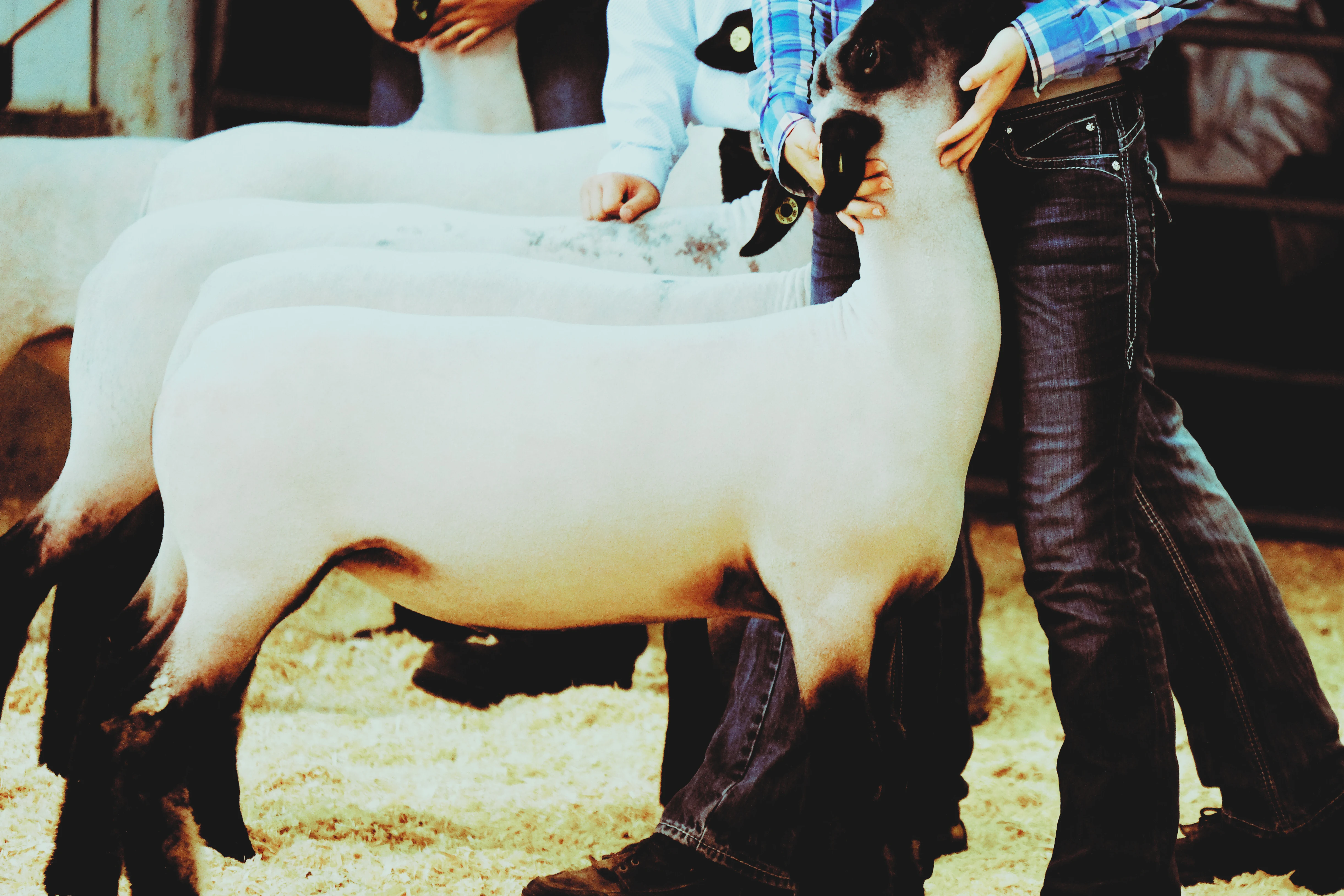 Livestock exhibitors preparing for the show ring